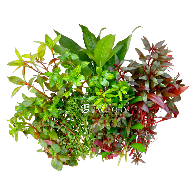 Aquarium Plants Packages Grower's Choice Aquarium Plants Factory