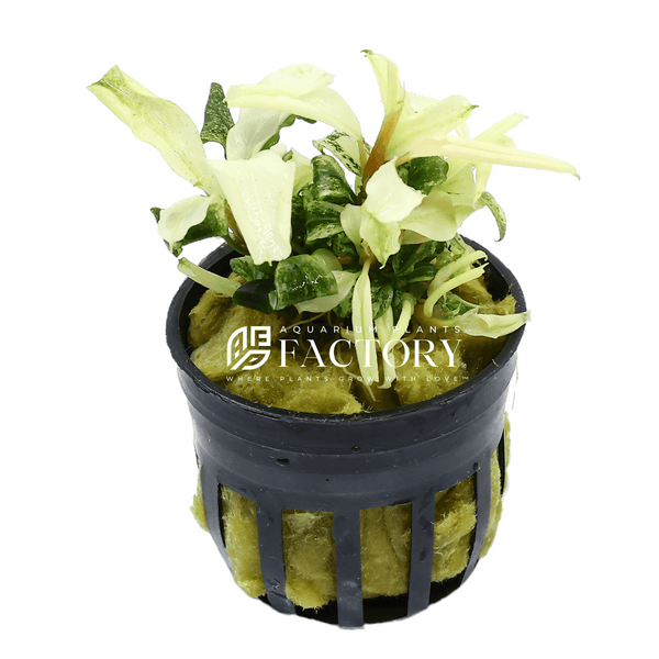 Bucephalandra APF Platinum