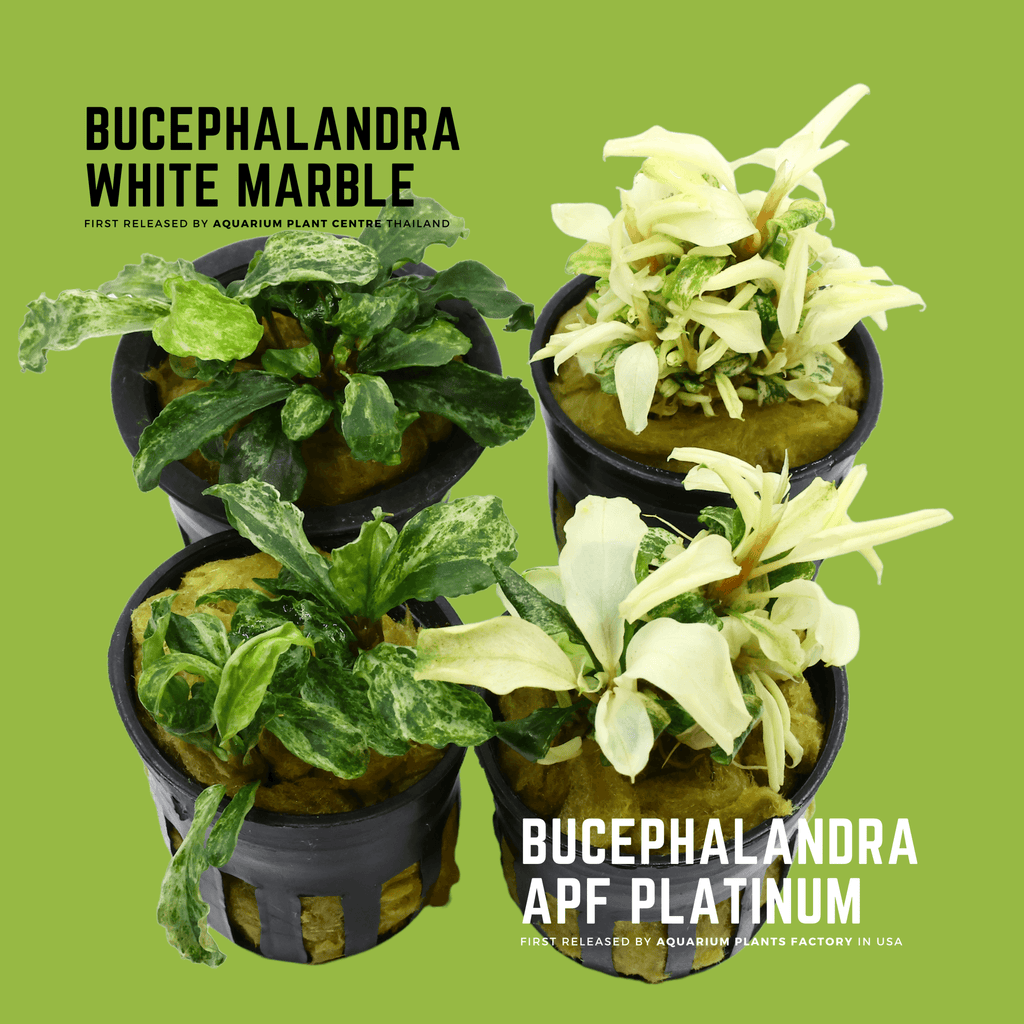 Bucephalandra APF Platinum & Bucephalandra White Marble