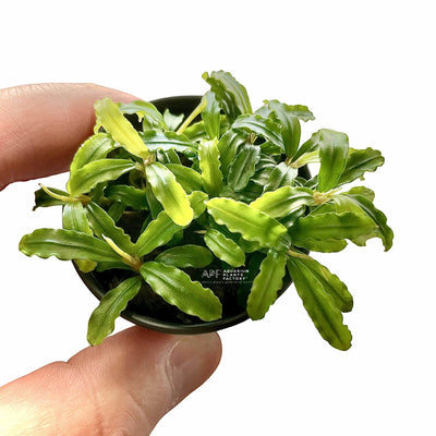 Bucephalandra Brownie Ghost | Aquarium Plants Factory®