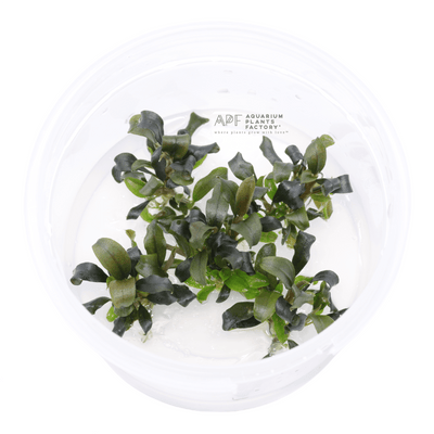 Bucephalandra Brownie Ghost | Aquarium Plants Factory®