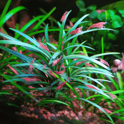 Guppy Grass Najas guadalupensis / Plantes d'aquarium vivantes