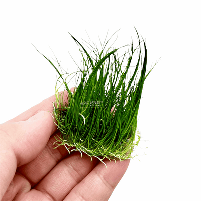 Dwarf Hairgrass Seeds - 50 Seeds - Aquarium Grass