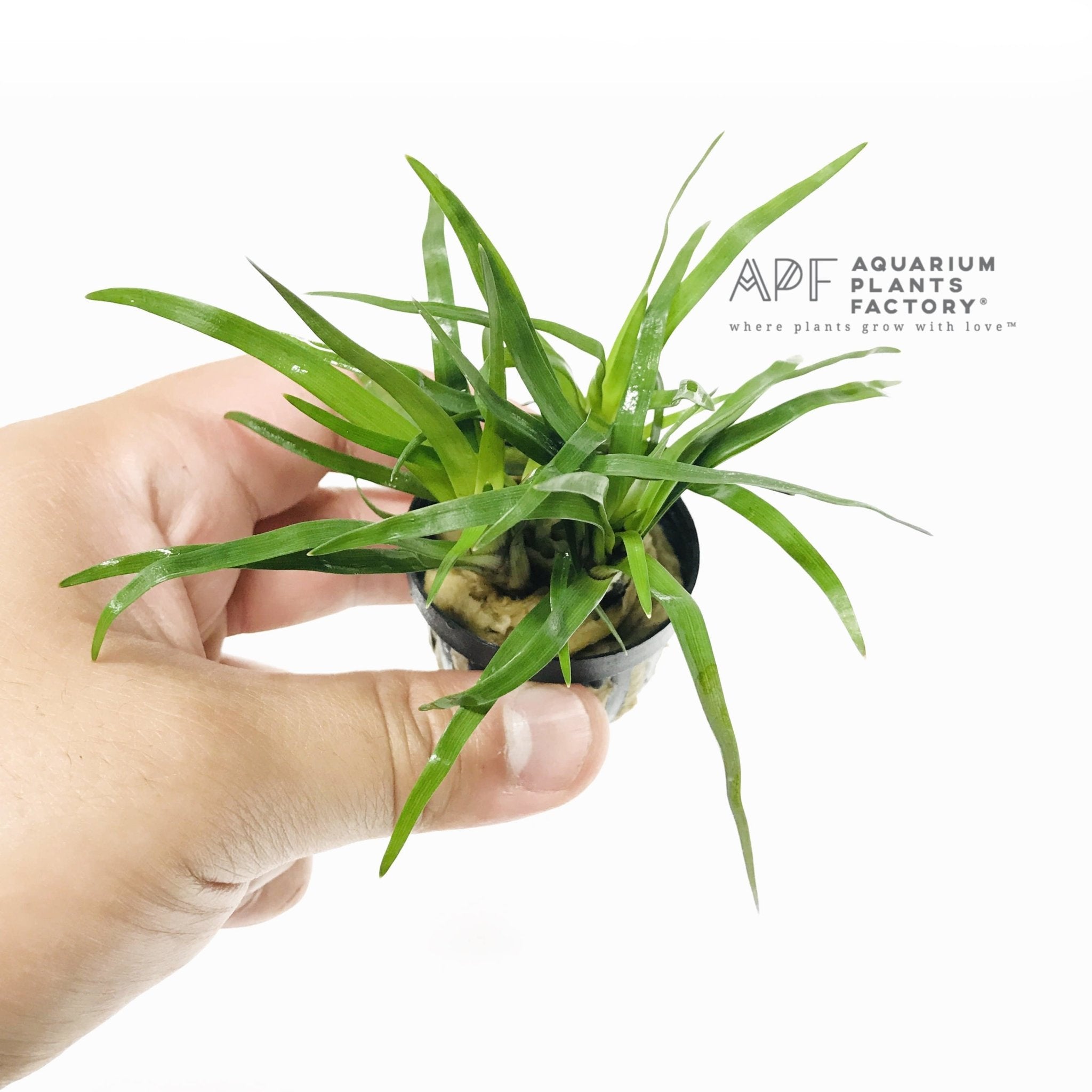 Eriocaulon Sp Vietnam Apf Aquarium Plants Factory