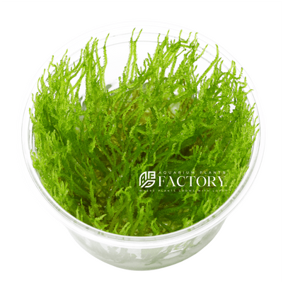 Spiky Moss Large Mat Aquatic Plant for Planted Aquarium Tank