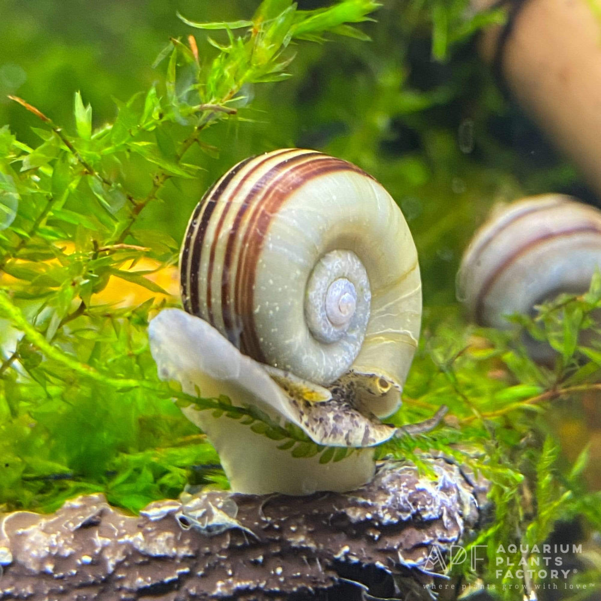 ramshorn snail