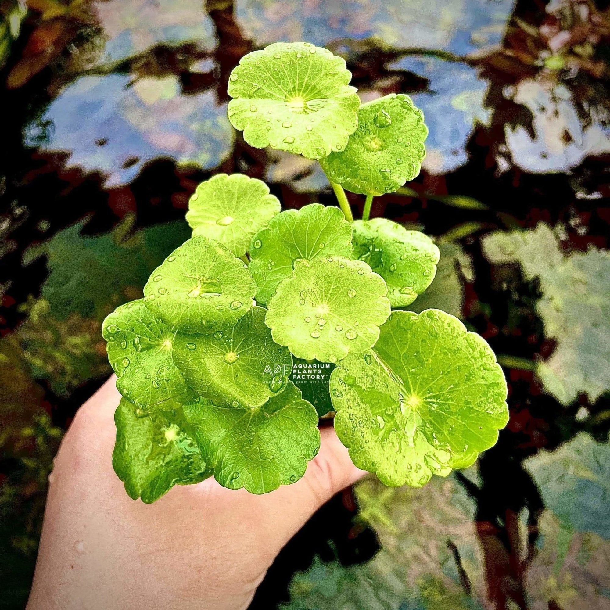 Large Live Aquarium Plant Bundle