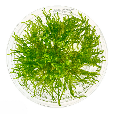 IC808 ADA Tissue Culture - Peacock Moss (Taxiphyllum sp. 'Peacock) (cup  size: short)