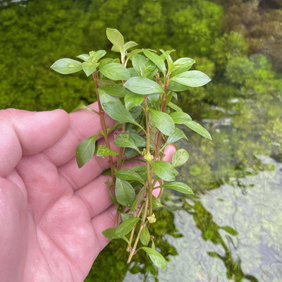 Ludwigia Repens with 6+ Stems – Live Aquarium Plants