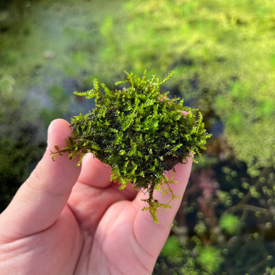 Christmas Moss Xmas Moss Easy Aquatic Plant for Planted Aquarium Tank –  Glass Aqua