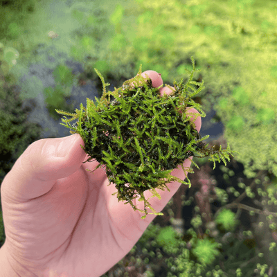 Christmas moss tub – AC Aqua Plants