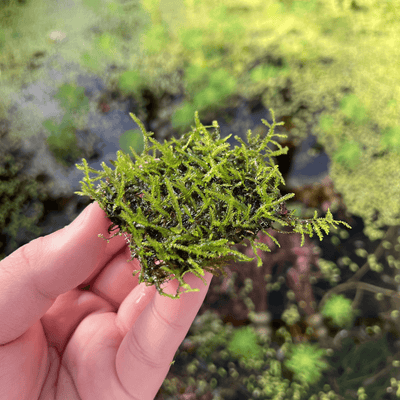 Taxiphyllum sp. Peacock Moss APF Aquarium Plants Factory®