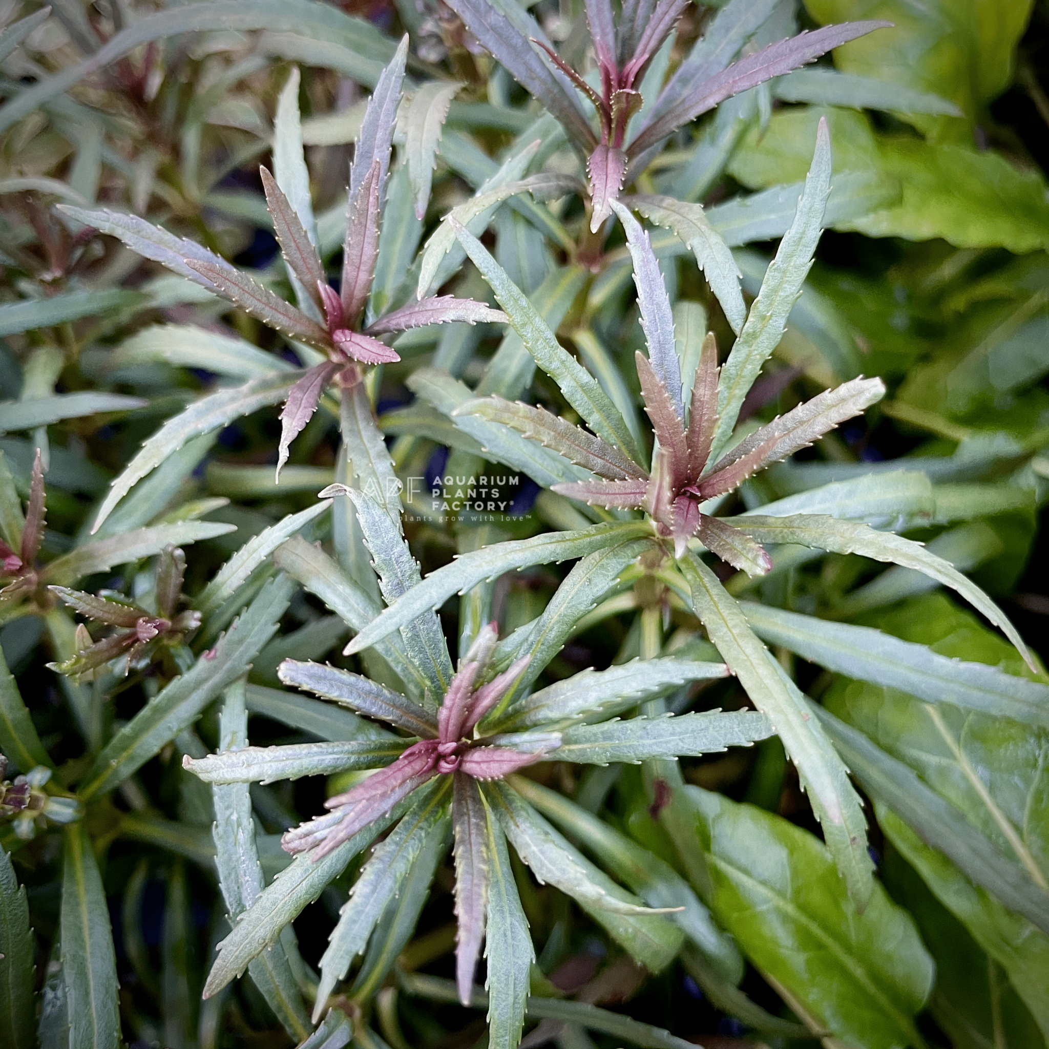 Pogostemon Stellatus Eusteralis Stellata Aquarium Plants Factory