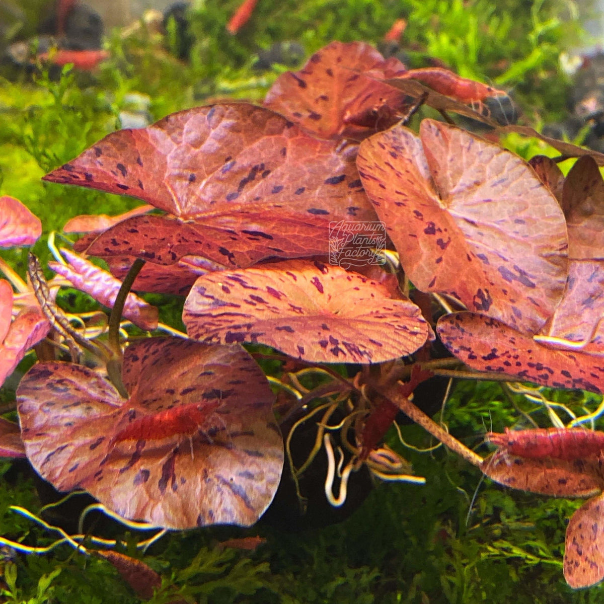 Nymphaea Zenkeri / Red Tiger Lotus APF Aquarium Plants Factory®