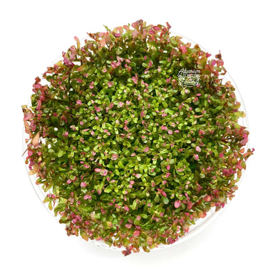 Vietnamese Rotala (Vietnam Hr'a) Bunch Live Aquarium Plants Buy2 Get1 Free, Size: 5-8 Inches, Green