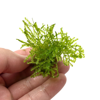 IC808 ADA Tissue Culture - Peacock Moss (Taxiphyllum sp. 'Peacock) (cup  size: short)