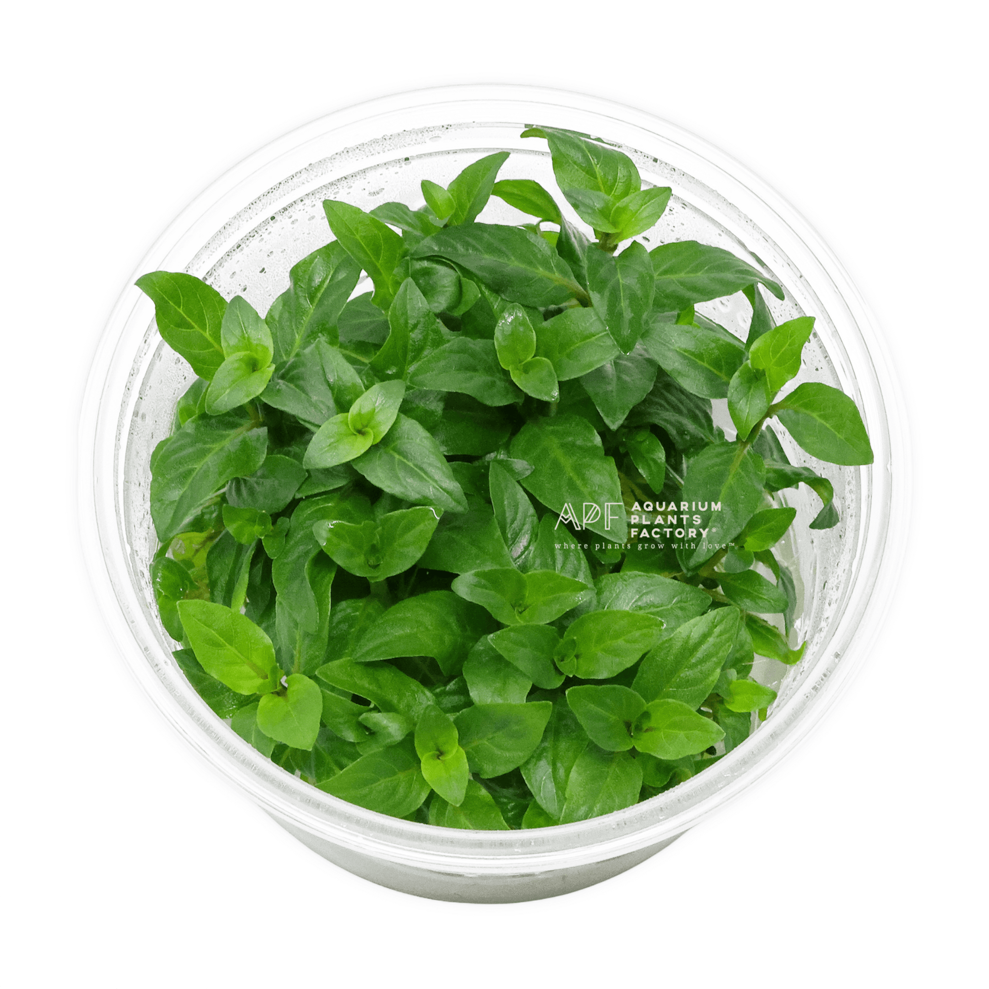 Aquarium Plants Factory Premium Quality Aquatic Plants Online