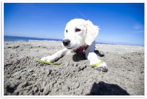 Harper in the sand