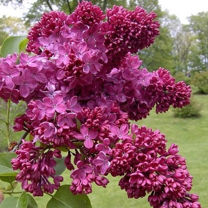 Buy Online Congo French Lilac For Your Home And Garden – Maya Gardens, Inc.