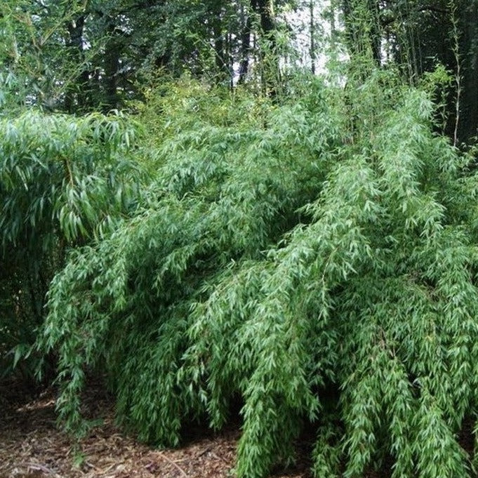 Buy Online Fargesia Denudata Clumping Bamboo Plant For Your Garden