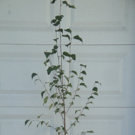 Buy Online Betula Platyphylla, Japanese White Paper Birch ...