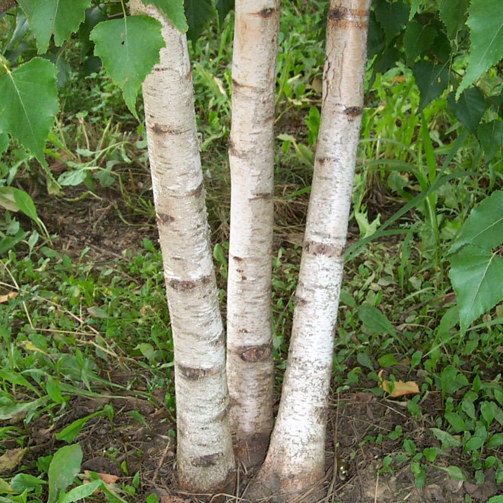 buy-online-betula-platyphylla-japanese-white-paper-birch-tree-maya