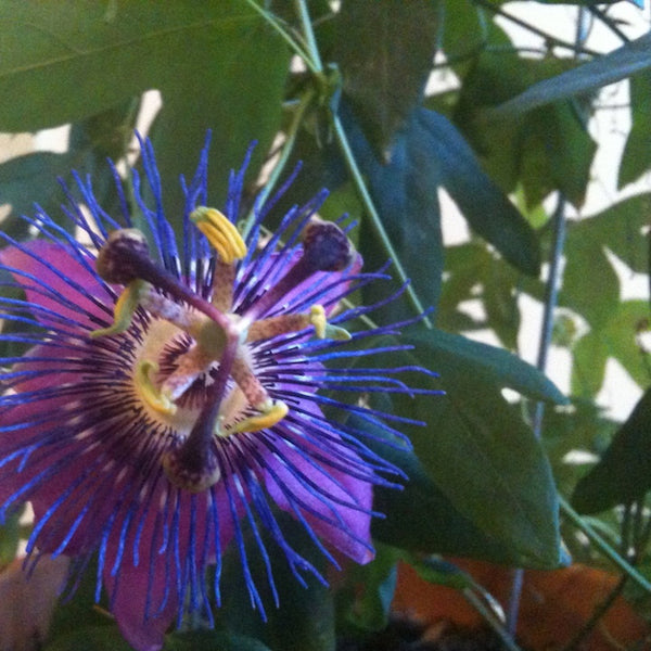 passionflower plant flower lovegevity happiness vastu plants vaastu blog