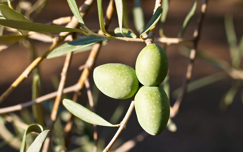 Olive Leaf Extract Benefits