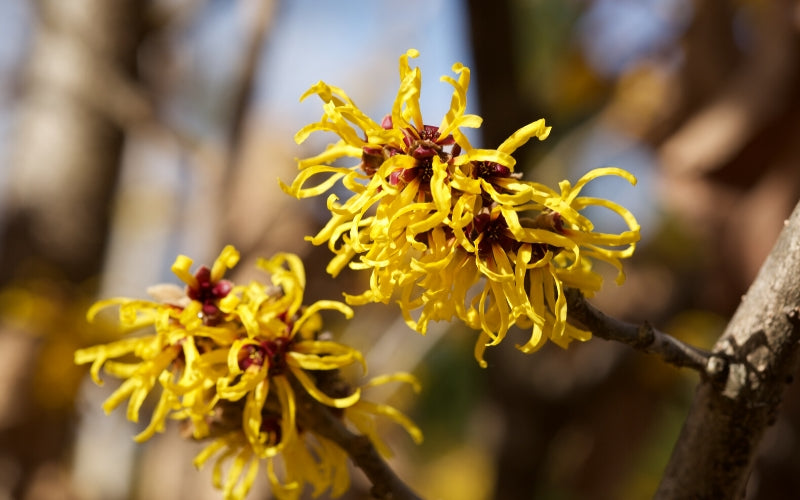 skin care ingredients to avoid witch hazel