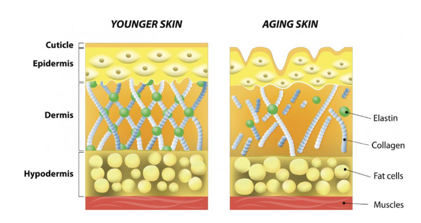 elastin function skin