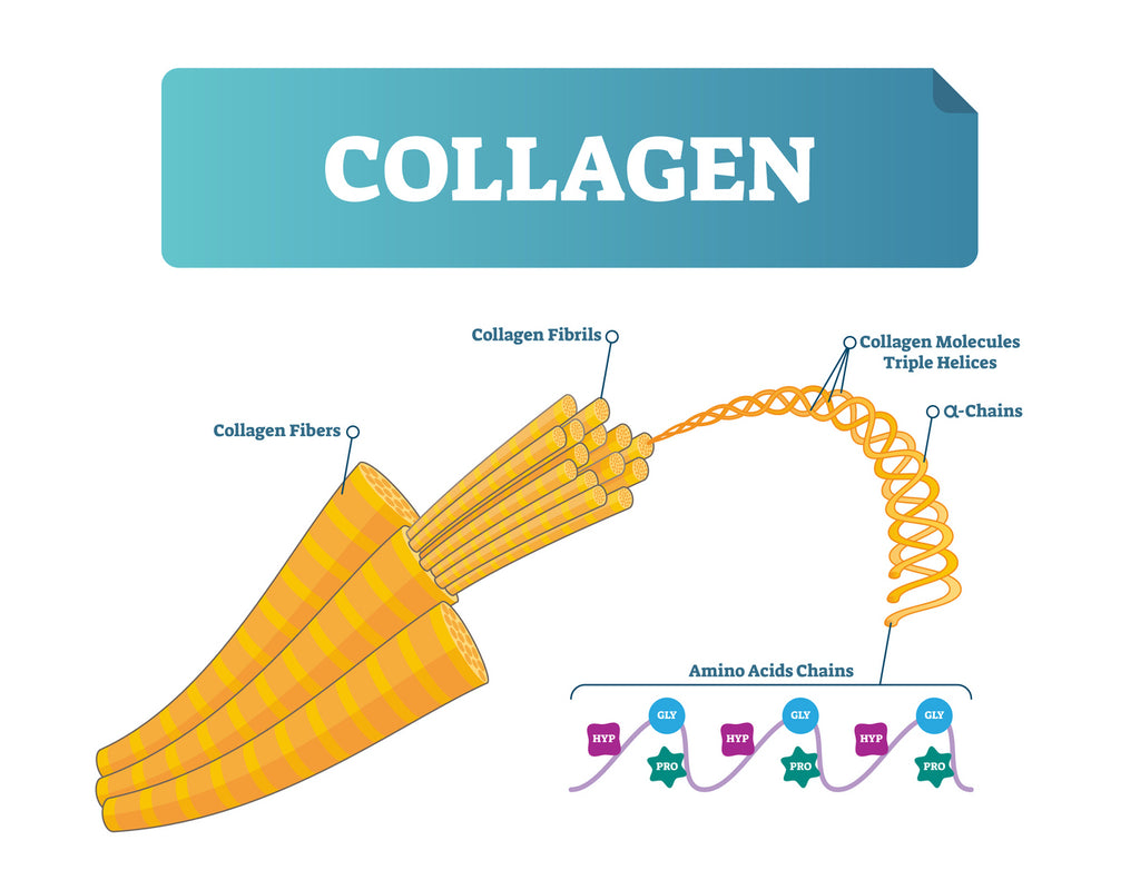 types of collagen fibers fibrils