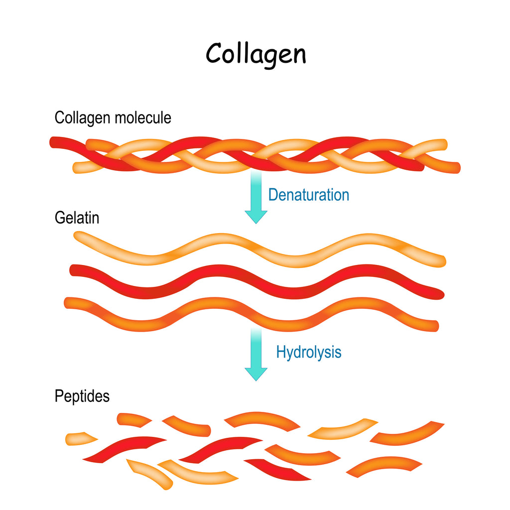 what makes collagen
