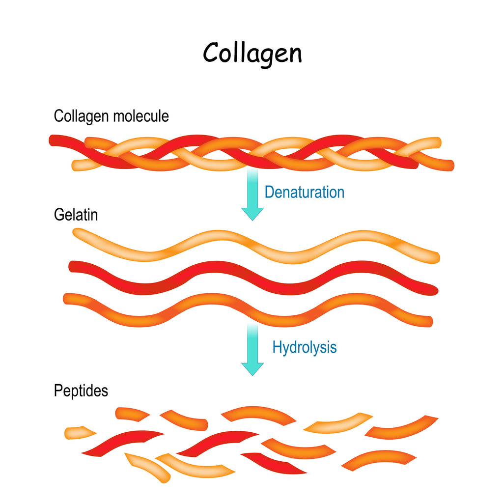 what is in gelatin peptides