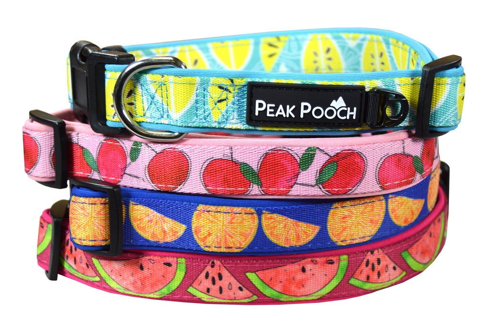 unique dog collars