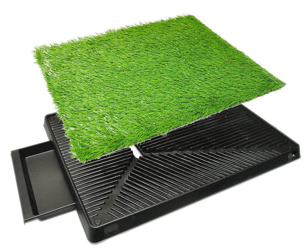 dog pee turf