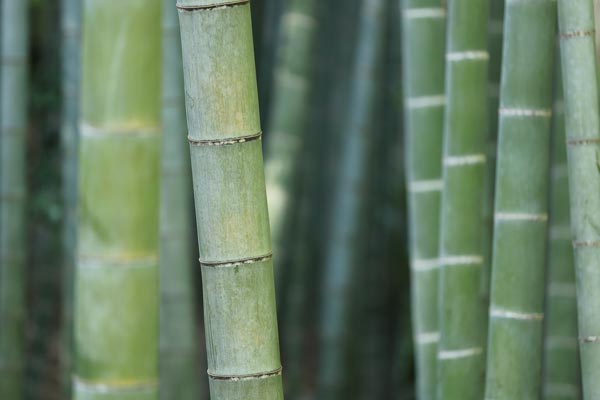 bambú: materiales veganos
