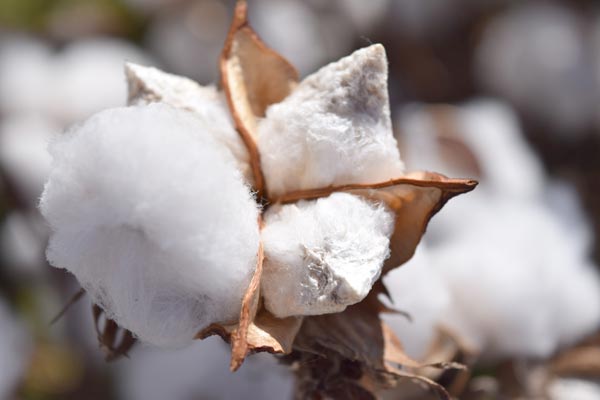 algodón orgánico: materiales veganos