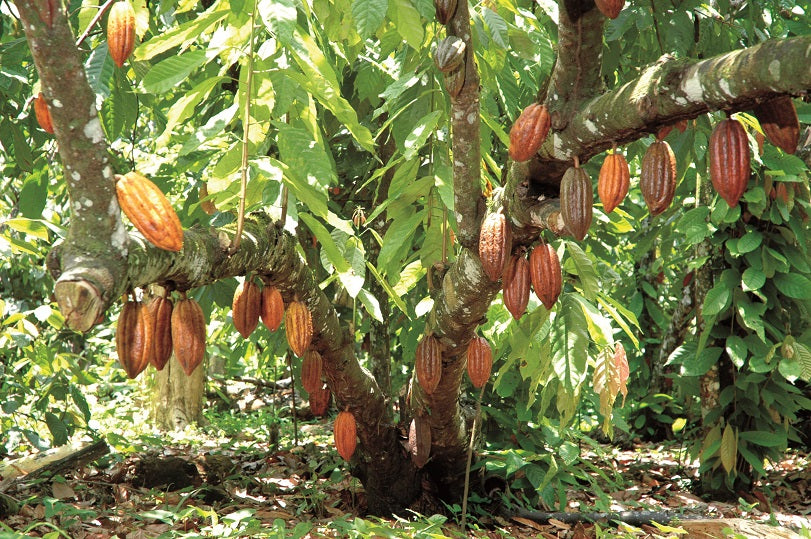 Der Kakaobaum mit Kakaofrüchten (copyright Felchlin AG)