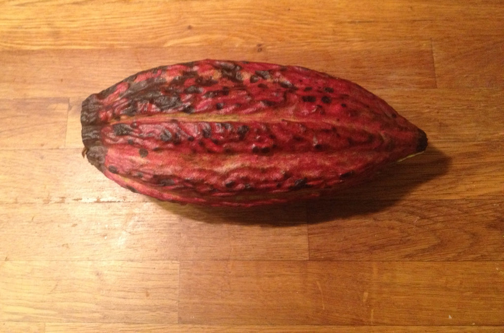Die Kakaofrucht hat die Form eines Rugbyballs