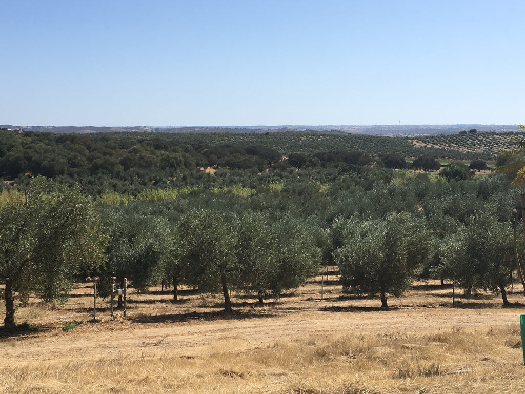Olivenbäume Risca Grande Alentejo