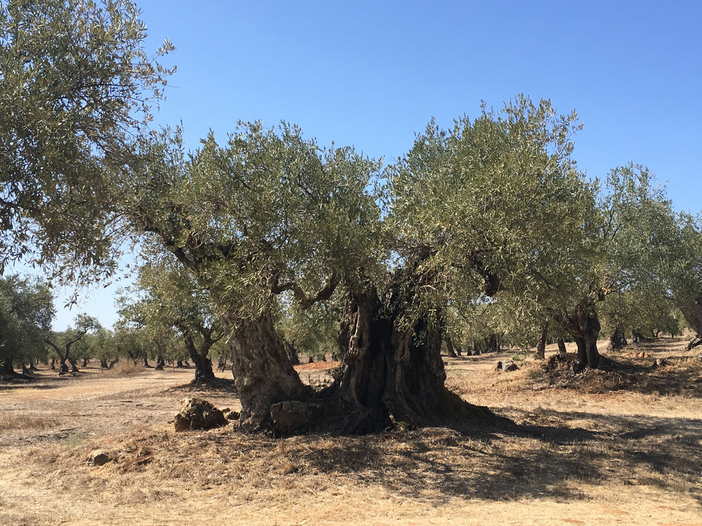 Olivenbaum im Alentejo Portugal 