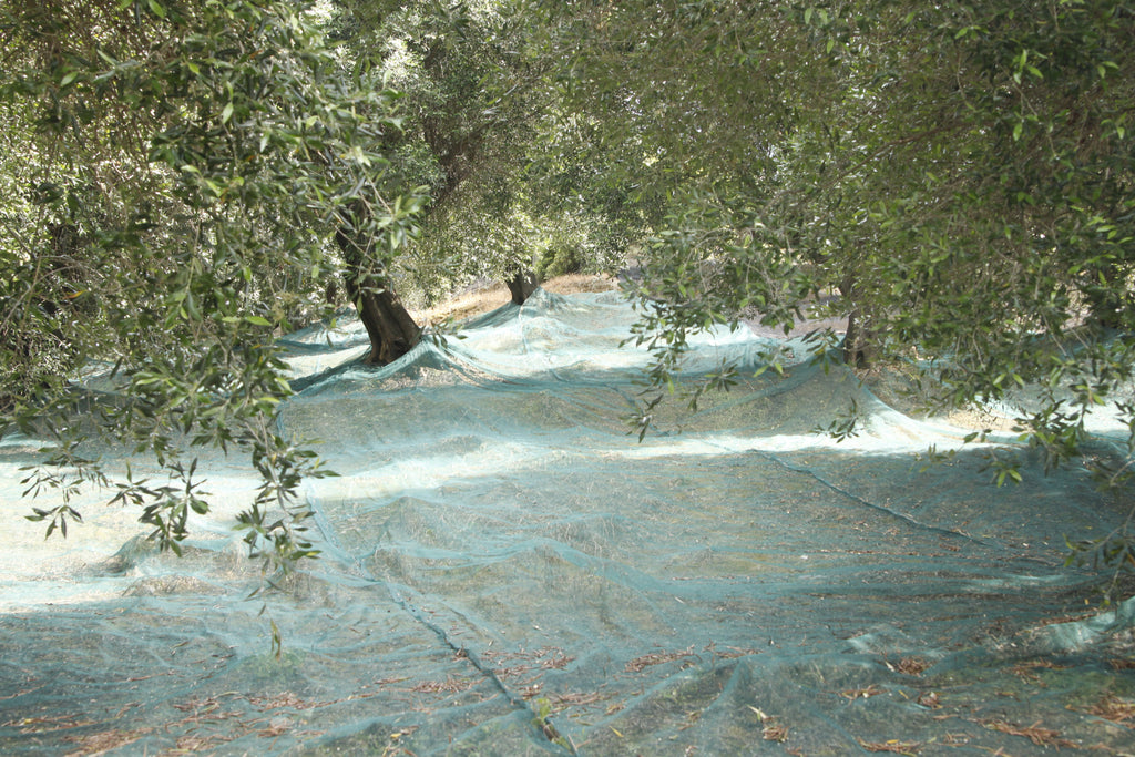 Olivenbäume mit Netzen auf Korfu