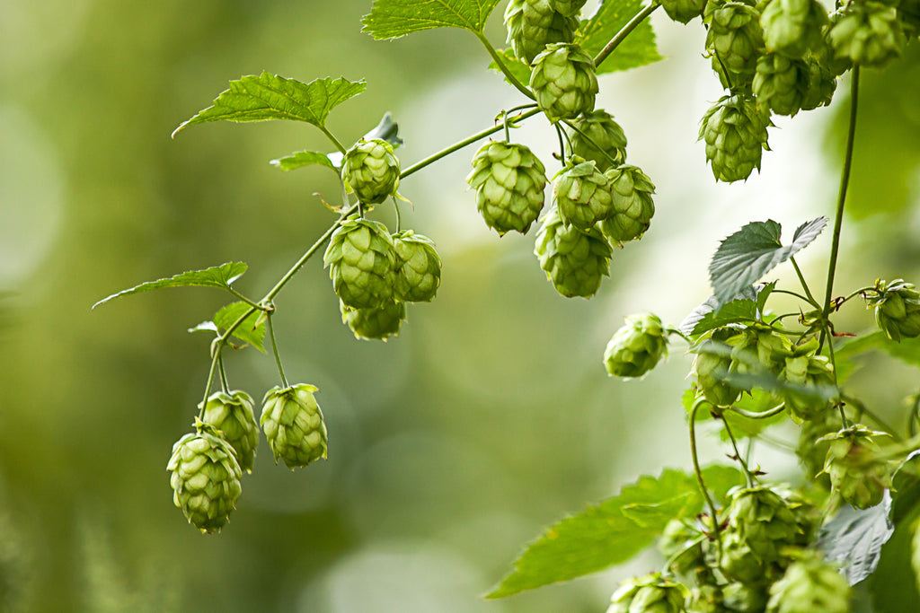 Hopfen