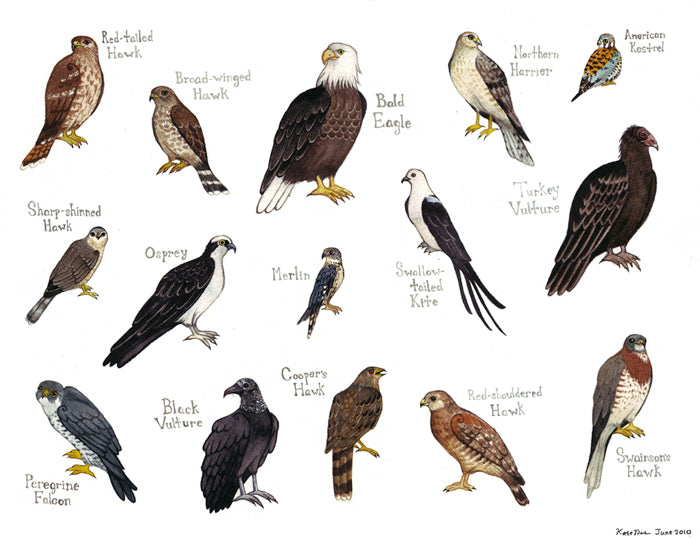 Backyard Bird Identification Owls, Hawks, Osprey, Vulture, Bald Eagle