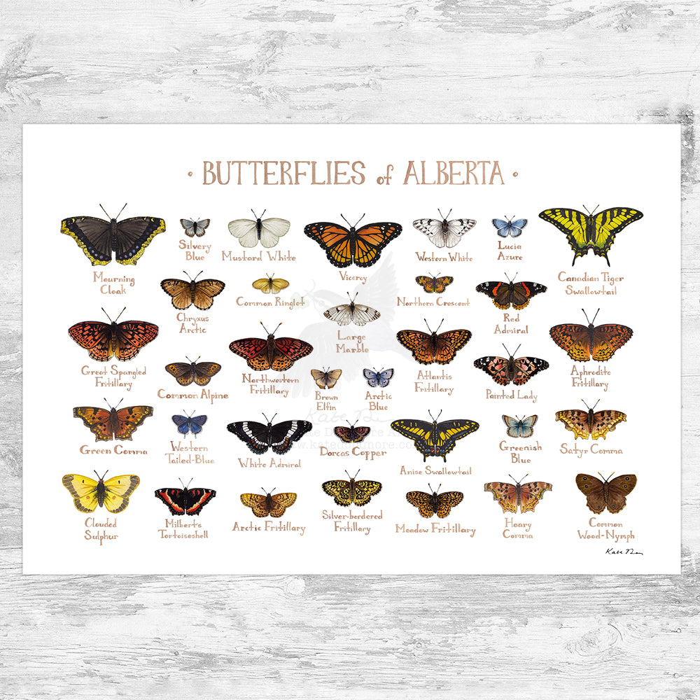 Alberta Butterflies Field Guide Art Print – Kate Dolamore Art