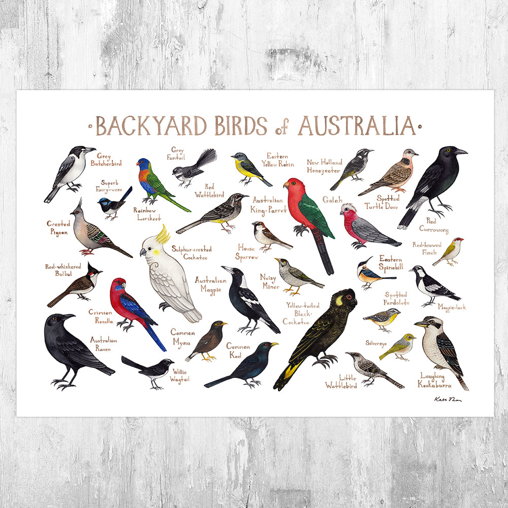 Australia Backyard Birds Field Guide Art Print - Kate ...