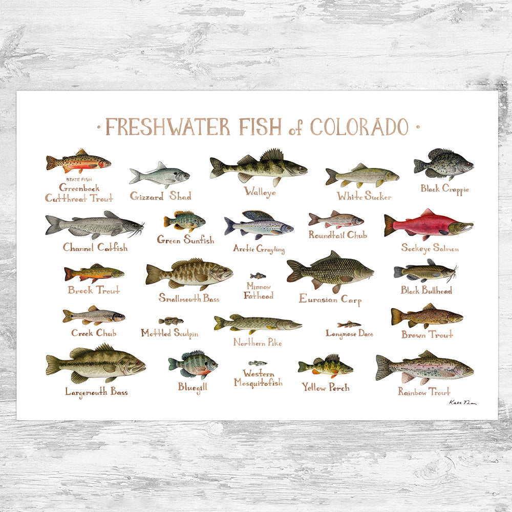 Colorado Fish Identification Chart ubicaciondepersonas.cdmx.gob.mx