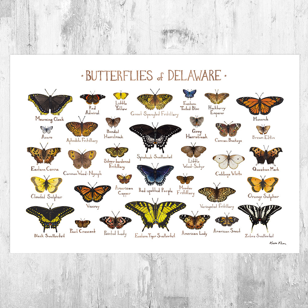 Delaware Butterflies Field Guide Art Print – Kate Dolamore Art