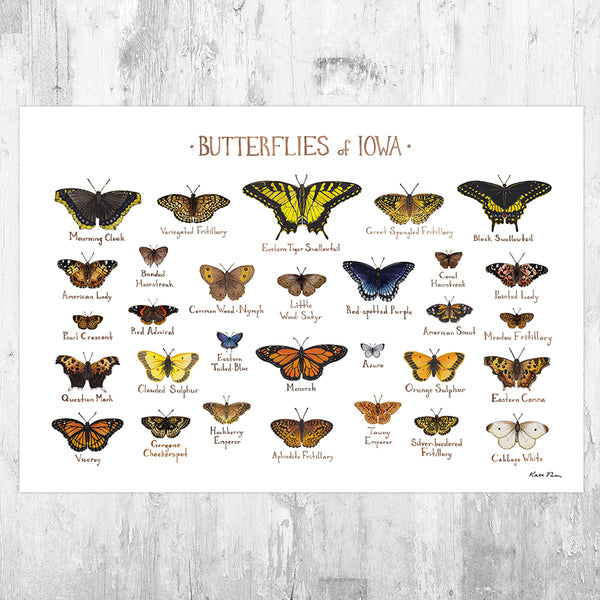 Iowa Butterflies Field Guide Art Print – Kate Dolamore Art