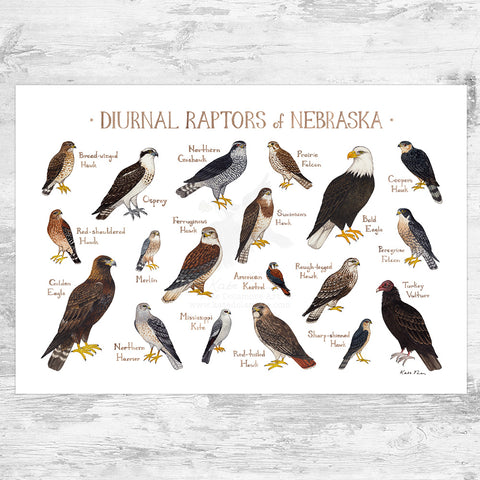 Nebraska Raptors Field Guide Art Print
